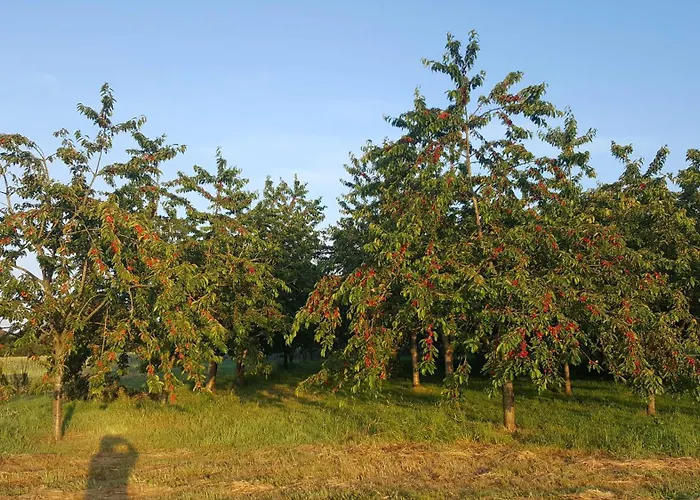 Couette-café Ferme Fruitière Zéro Traitement Ernée